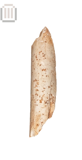 Οστό άγριου ζώου