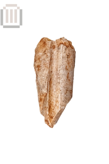 Οστό άγριου ζώου