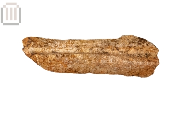 Οστό άγριου ζώου