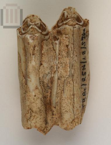 Wild animal tooth