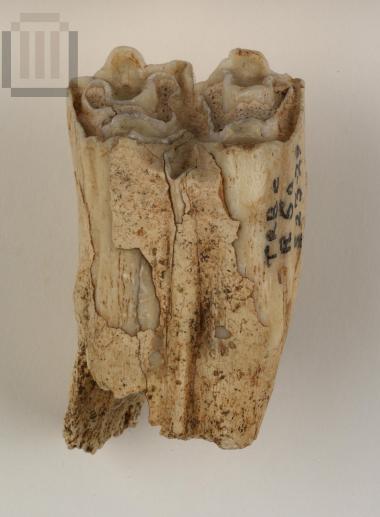 Wild animal tooth