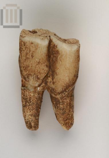 Wild animal tooth