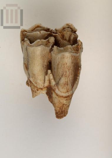 Wild animal tooth