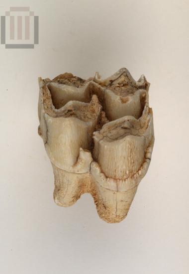 Wild animal tooth