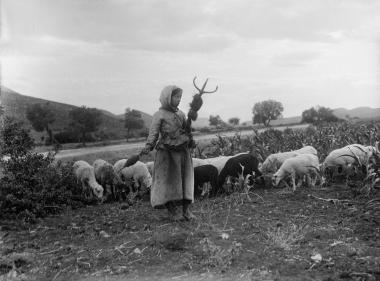 Epidaure, bergers et moutons (Επίδαυρος, βοσκοί και πρόβατα)