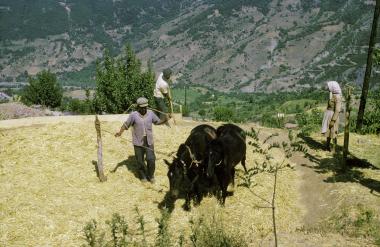 Σκηνή εργασίας. Σκηνή παραδοσιακού αλωνισμού