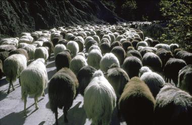 Στιγμιότυπο. Πομπή ζώων