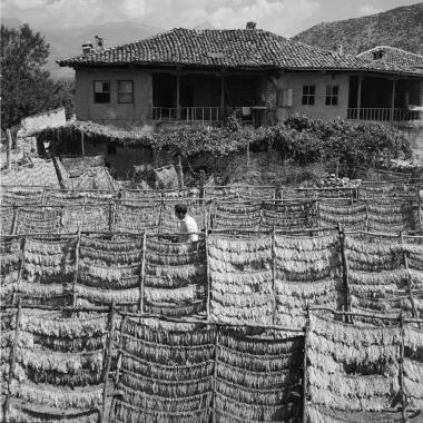 Σκηνή εργασίας. Στιγμιότυπο επεξεργασίας καπνόφυλλων