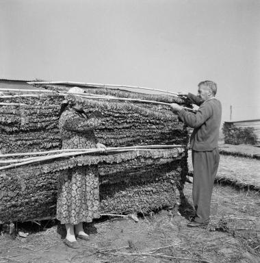 Σκηνή εργασίας. Στιγμιότυπο επεξεργασίας καπνόφυλλων