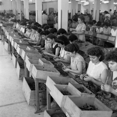 Στιγμιότυπο. Σκηνή εργασίας σε καπνεργοστάσιο