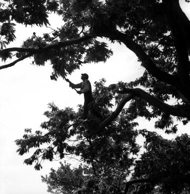 Συγκομιδή κάστανων, Πήλιο