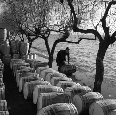 Εξαγωγή ελαιών, Άφησσος, νότιο Πήλιο