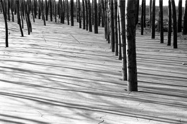 Τοπίο στην περιοχή του ποταμού Πηνειού