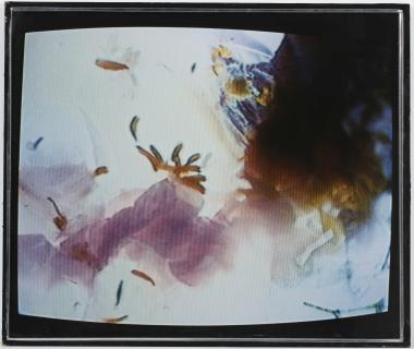 Blumen (Λουλούδια)