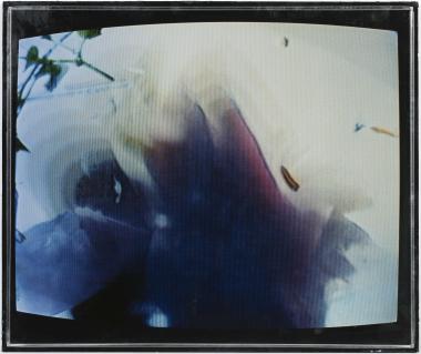 Blumen (Λουλούδια)