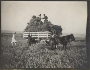 Students harvesting, 1, June 1926