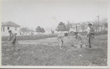 Students planting trees, 1