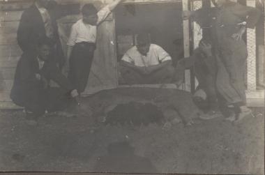 Students feeding pigs
