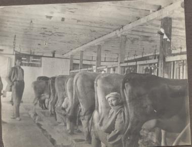 Αγελάδες γαλακτοπαραγωγής σε πρότυπο στάβλο