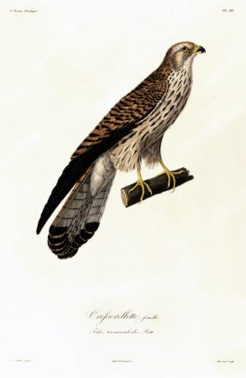 Crefserellete femelle. Falco tinnunculoïdes, Matt.