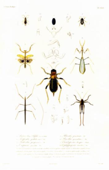 Insectes du Peloponnèse