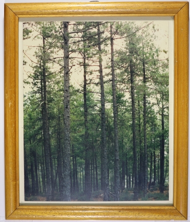 Forest, Forestry Department of Thassos