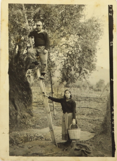 Olive picking, 1960s, Panagia Thassos