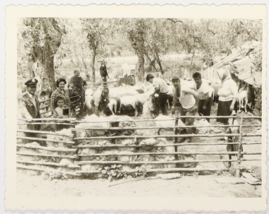 The shearing of the sheep, in the presence of a policeman