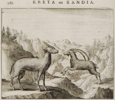 Πρόβατο με ελικωτά κέρατα (στριφοκέρι ή στροφόκερο) και κρητικός αίγαγρος (κρι κρι).