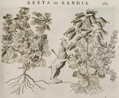 Μέντα υδαρής λευκή και δίκταμο από την Κρήτη. Τραυματισμένος αίγαγρος τρώει δίκταμο για να αποβάλει το βέλος και να θεραπευτεί η πληγή του.