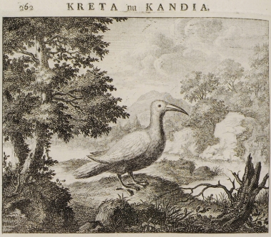 Μελισσοφάγος (Merops apiaster) από την Κρήτη.