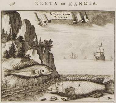 Σκάροι από την Κρήτη (Scarus cretensis).