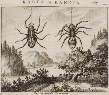 Ταραντούλες από την Κρήτη.