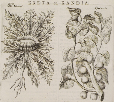 Φυτά της Κρήτης: Συκοκυπάρισσος και Χαμαιλέων.