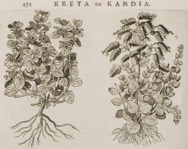 Βότανα της Κρήτης: δίκταμο και μέντα υδαρής λευκή.