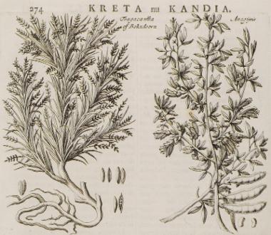 Φυτά της Κρήτης: Αστράγαλος ή τραγάκανθος και αζόγυρος.