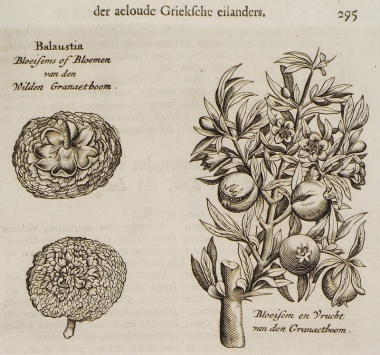 Σχέδιο καρπών και κλάδων άγριας και ήμερης ροδιάς από τα ελληνικά νησιά.