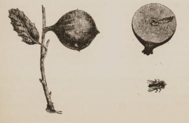 Μήλο των Σοδόμων (Calotropis procera) από την περιοχή της Νεκράς Θάλασσας.