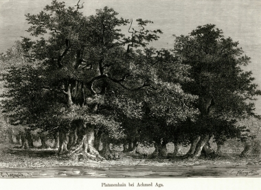 Συστάδα πλατανιών στο χωριό Προκόπι (Αχμέτ Αγά) της Εύβοιας.