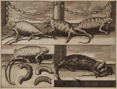 Χαμαιλέοντες και νυφίτσα από την περιοχή της Σμύρνης.