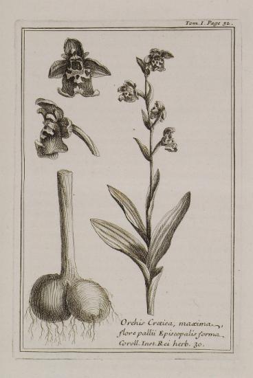 Ορχιδέα η κρητική (Orchis Cretica, maxima, flore palii Episcopalis forma).