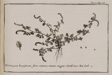 Ηλιοτρόπιο (Heliotropium, humi fusium, flore minimo, semine magno).