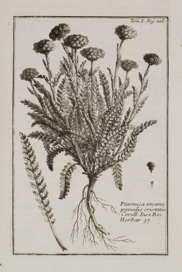 Αχίλλειος η Κρητική, Σημιλούδι (Ptarmica incana, pinnulis cristatis).