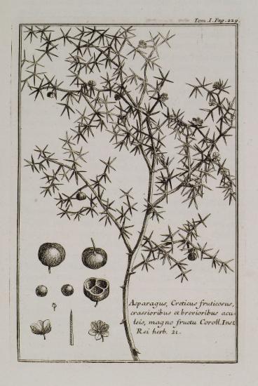 Σπαράγγι (Asparagus, Creticus fruticosus, crassioribus et brevioribus acuteis, magno fructu).