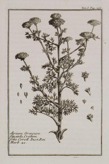 Σέλινο (Apium Graecum saxatile, Crithmi folio).