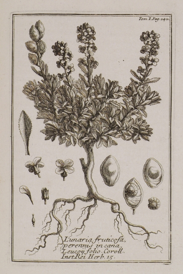 Σεληνίτις ή Σεληναία (Lunaria fruticosa, perennis, incana, Leucoii folio).