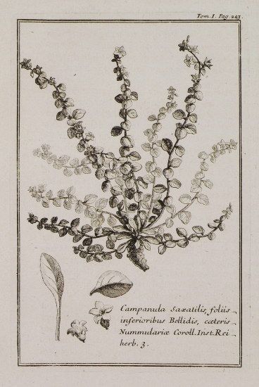 Καμπανούλα ή κωδώνιο (Campanula saxatilis, foliis interioribus Bellidis, coeteris Nummulariae).