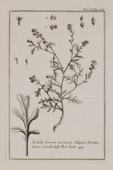 Κακίλη η παράλιος (Cakile Graeca, arvensis, filiqua striata, brev)i.