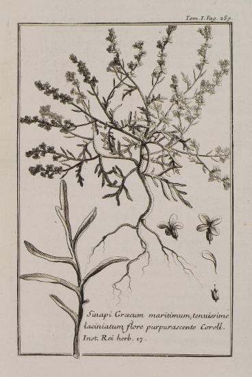Σινάπι (Sinapi Graecum maritimum, tenuissime laciniatum, flore purpurascente).