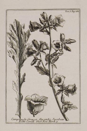 Καμπανούλα ή κωδώνιο (Campanula Graeca, faxatilis Jacobae folio).